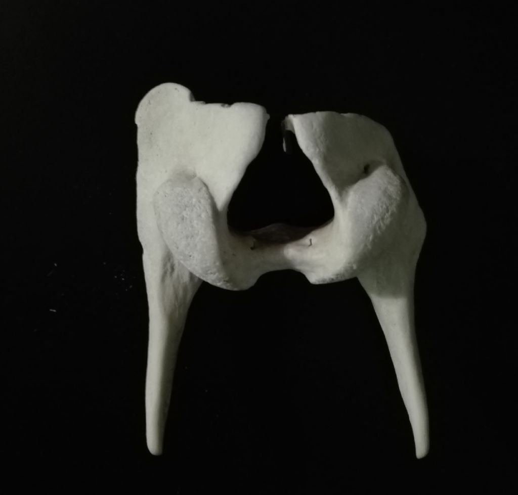 Riconoscimento osseo.